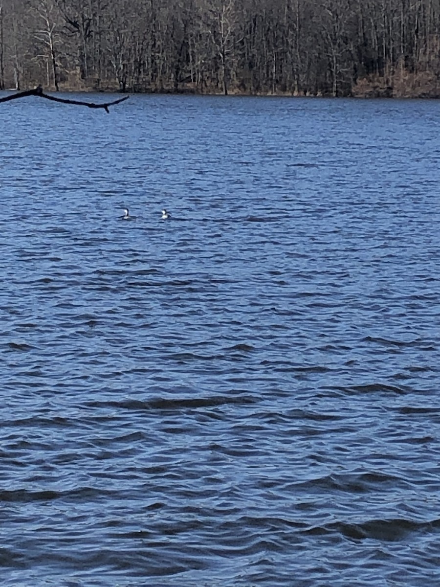 角鸊鷉 - ML133274541