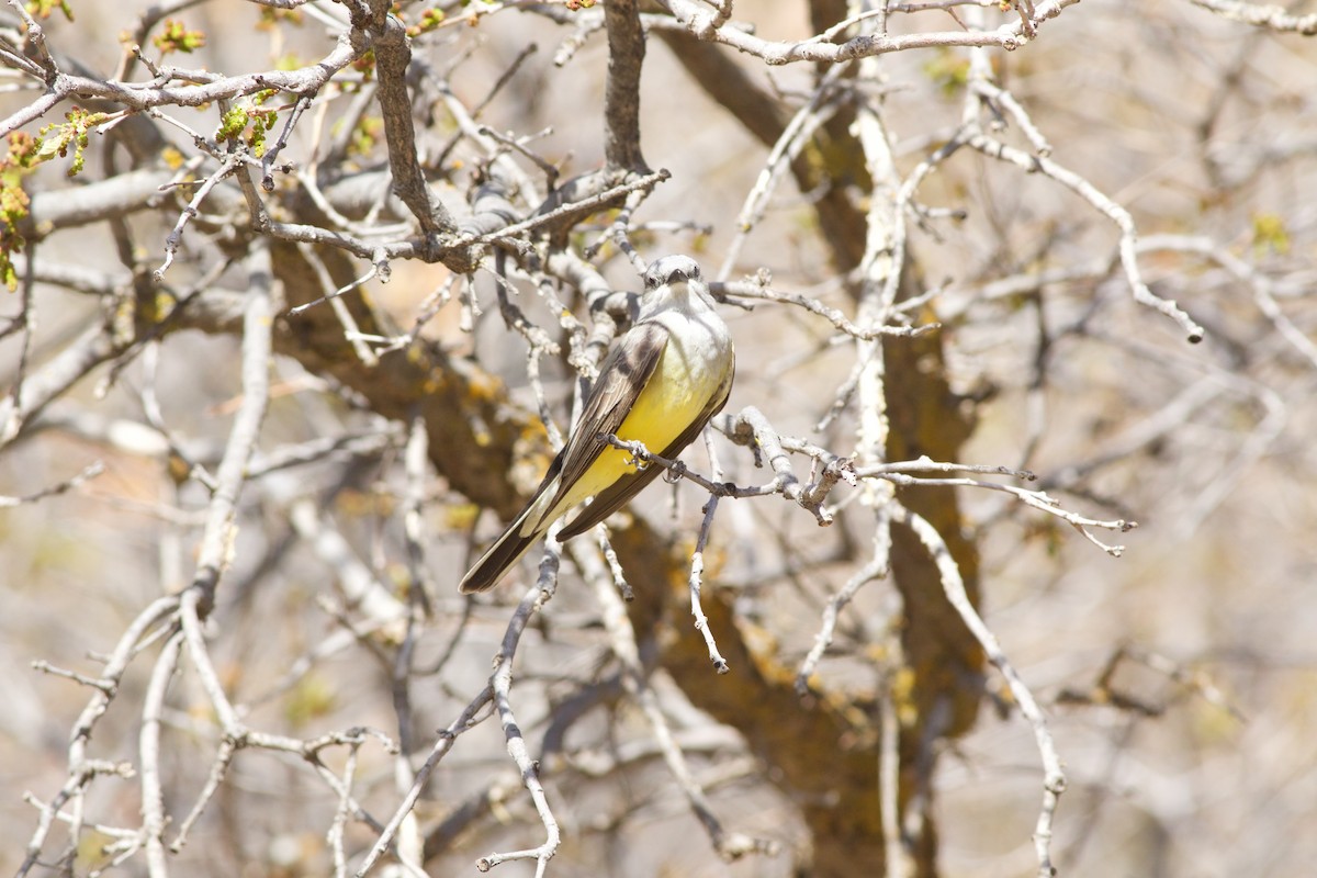 Western Kingbird - ML133274781