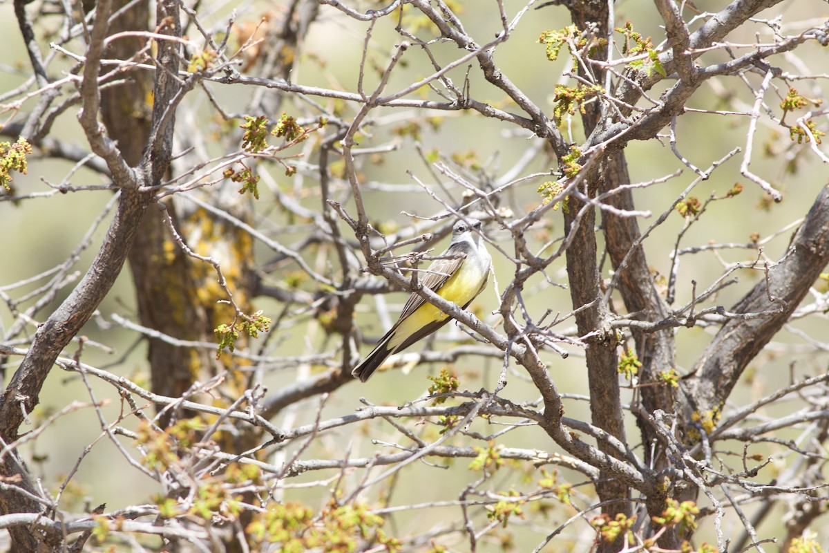 Western Kingbird - ML133274791