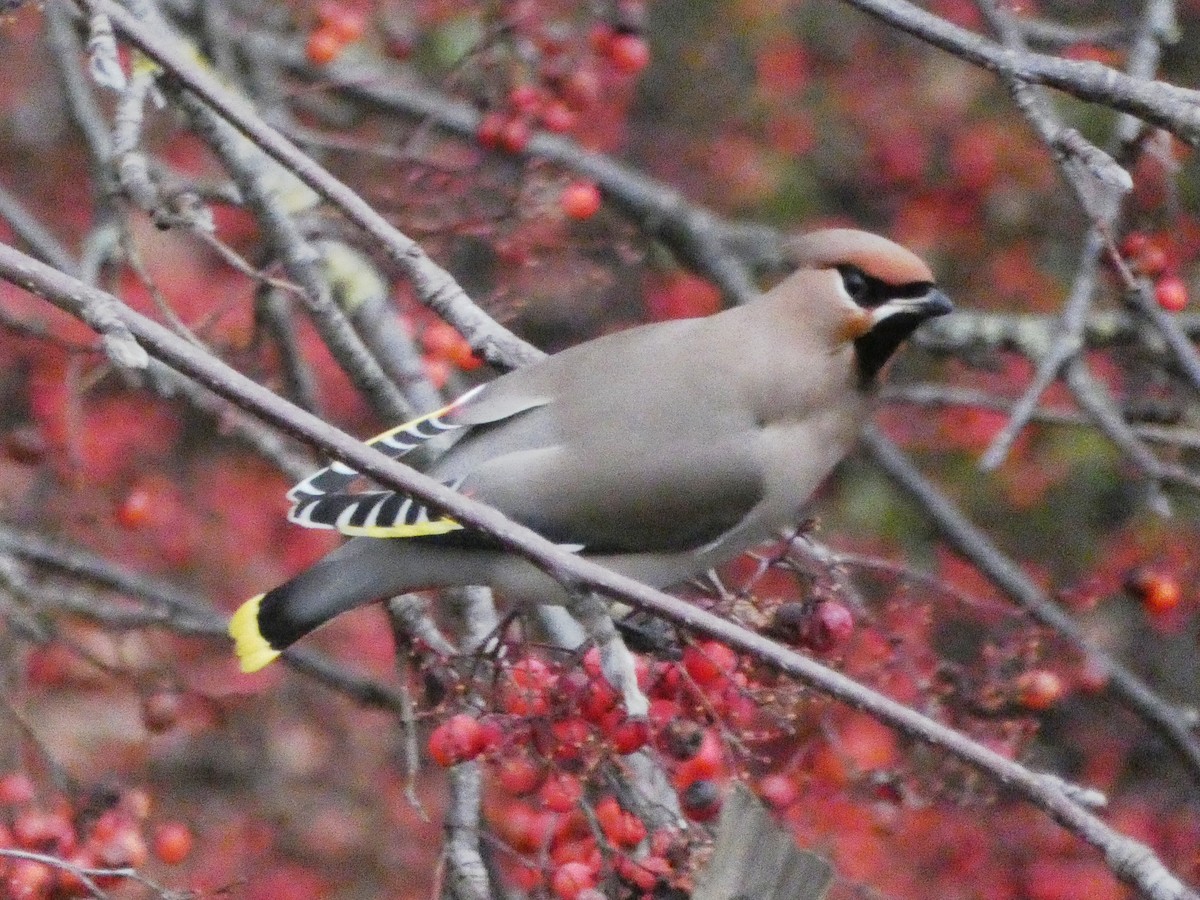 Bohemian Waxwing - ML133275181