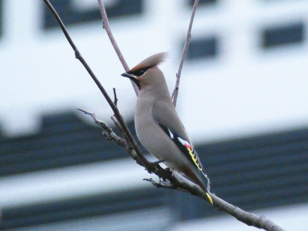 Bohemian Waxwing - ML133275191