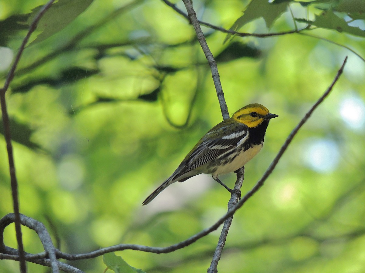 Black-throated Green Warbler - Nathan Mast