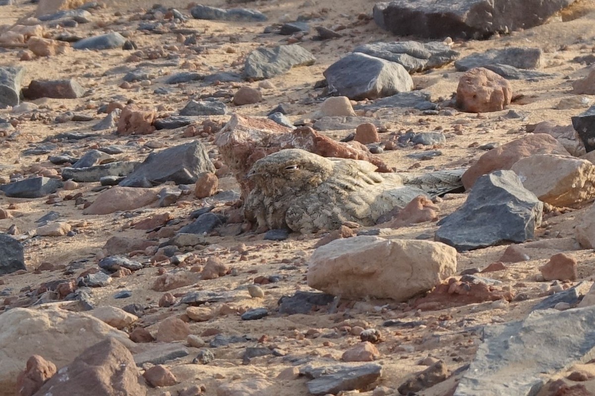 Egyptian Nightjar - ML133276651