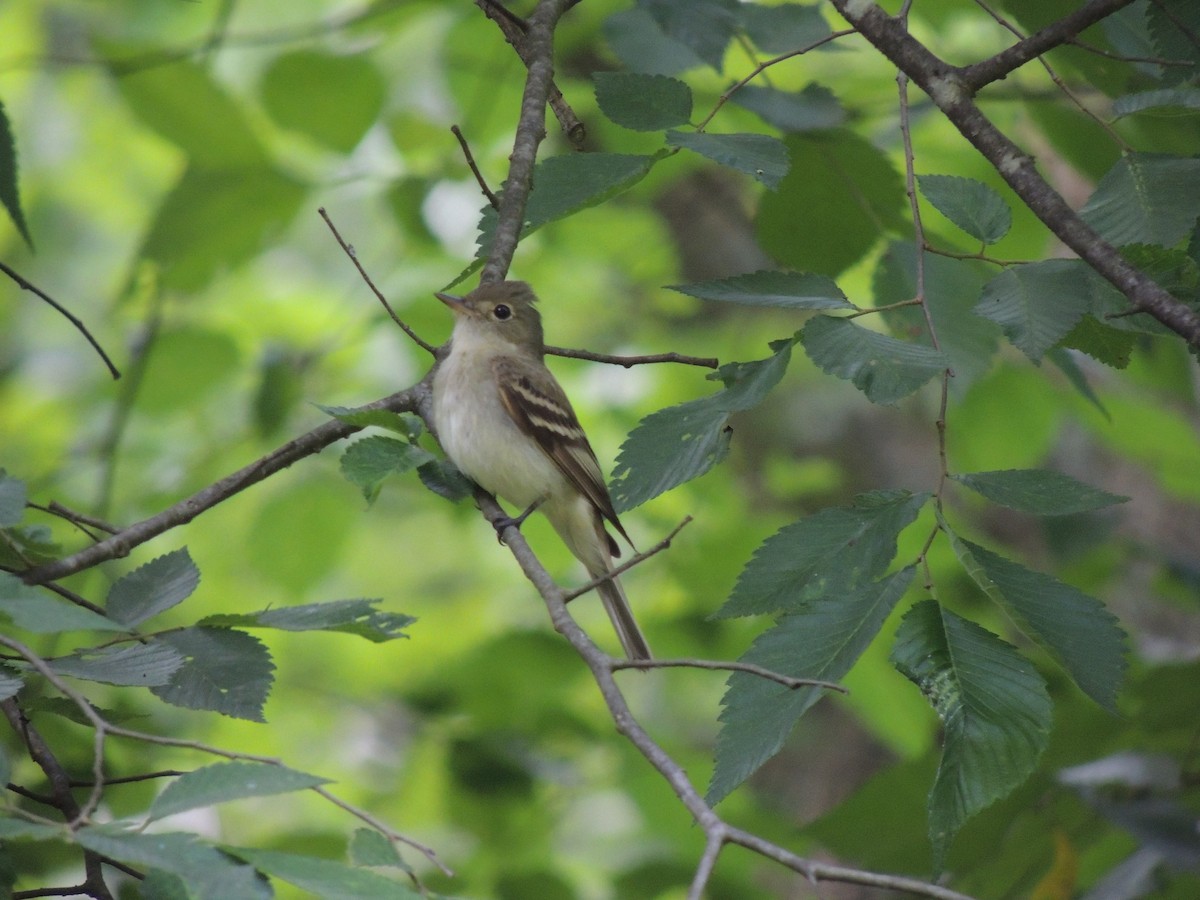 Acadian Flycatcher - ML133277451