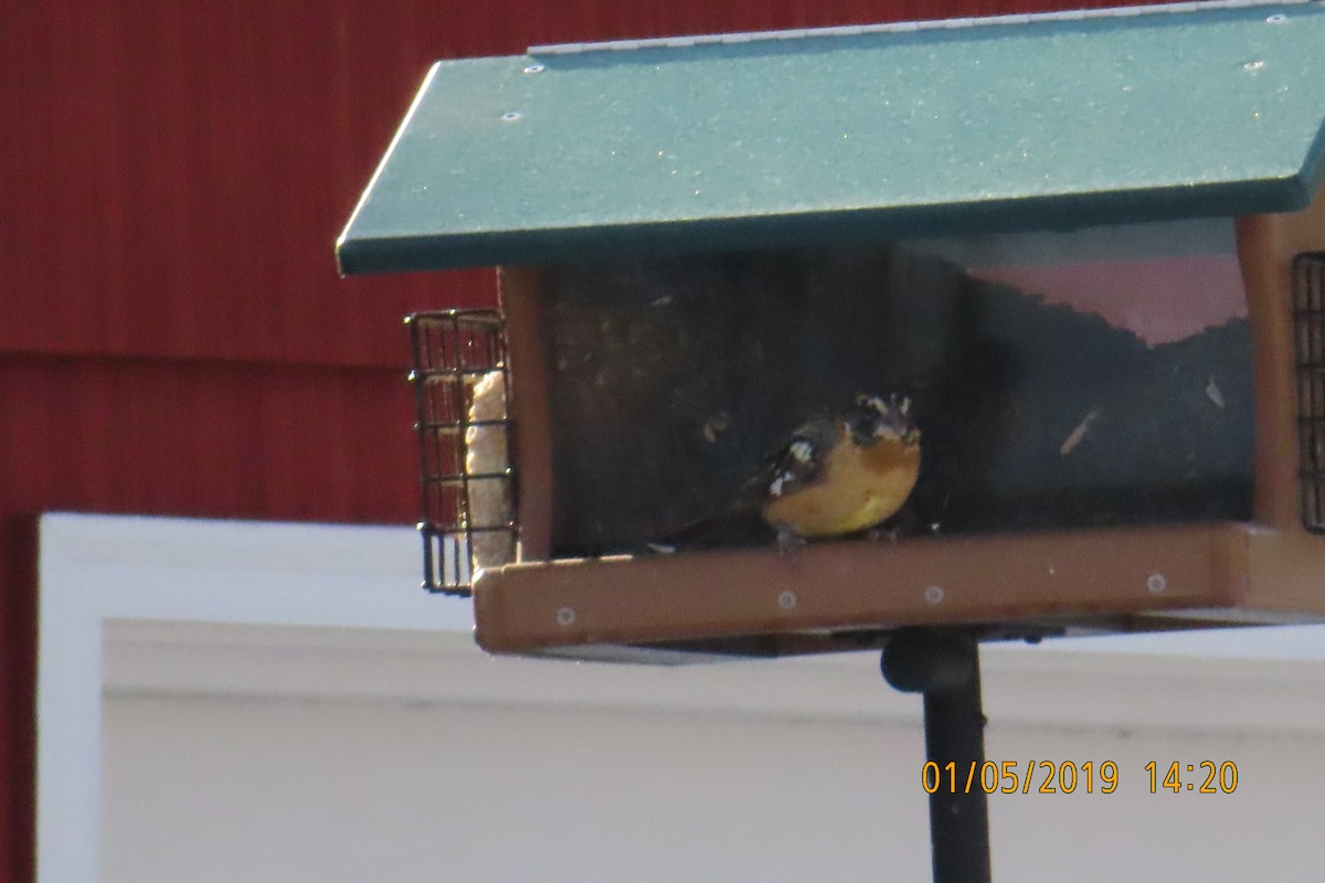 Black-headed Grosbeak - ML133277831