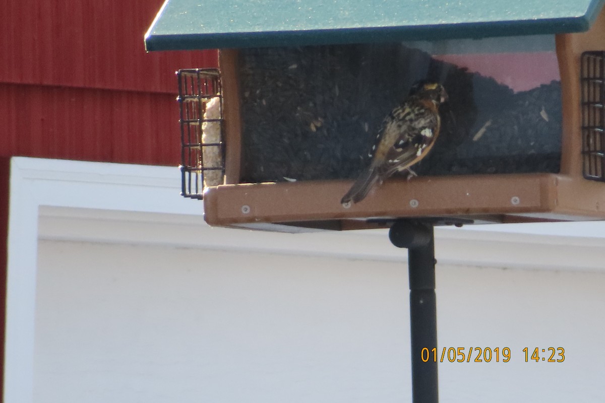 Black-headed Grosbeak - ML133278021