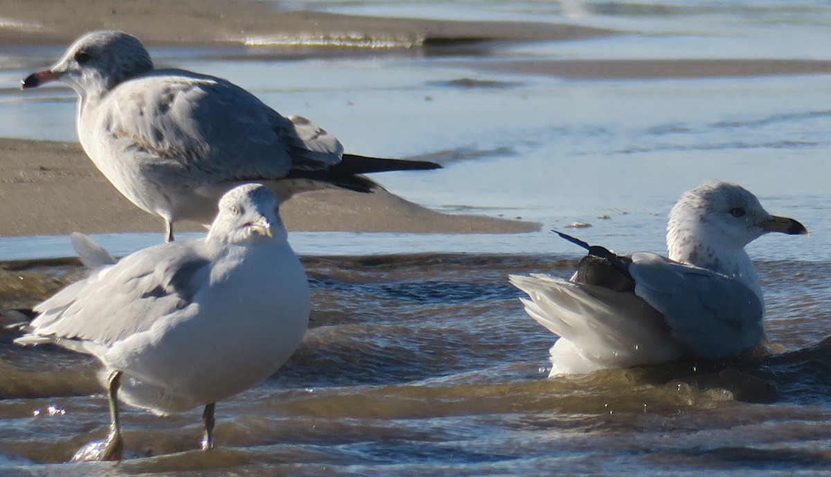 Ring-billed Gull - ML133279711
