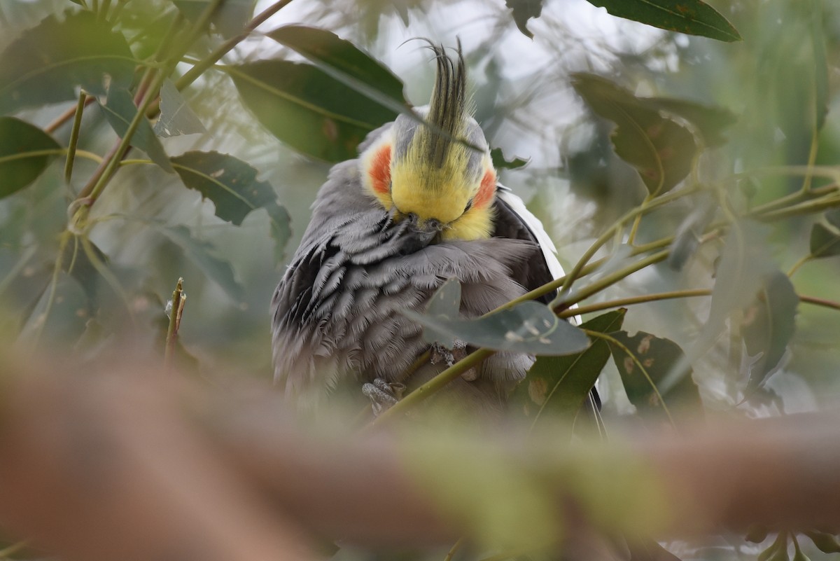 Cockatiel (Domestic type) - ML133280311