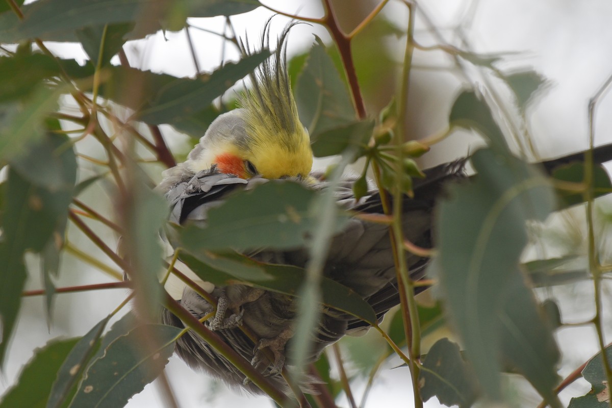 Cockatiel (Domestic type) - ML133280341