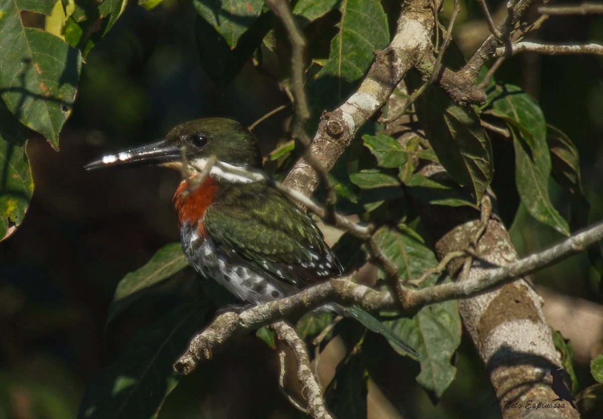 Green Kingfisher - ML133280551