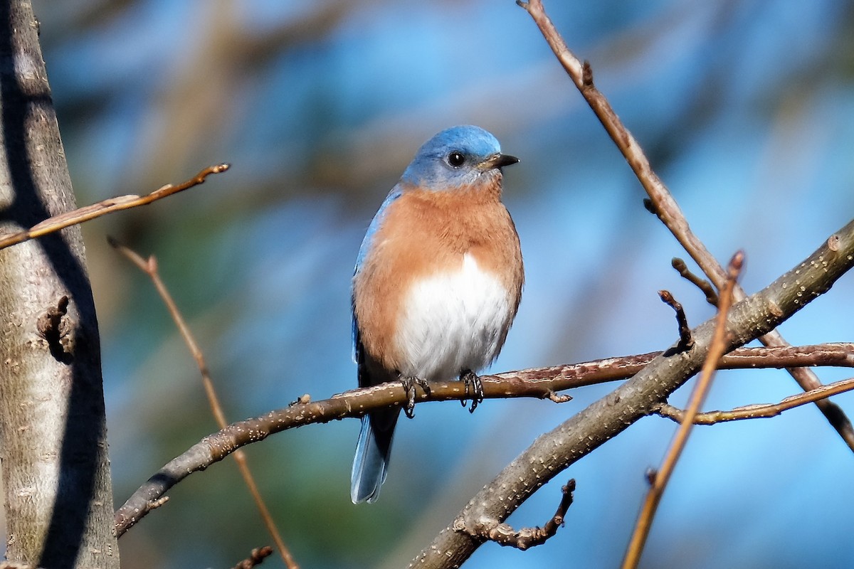 Eastern Bluebird - ML133280571