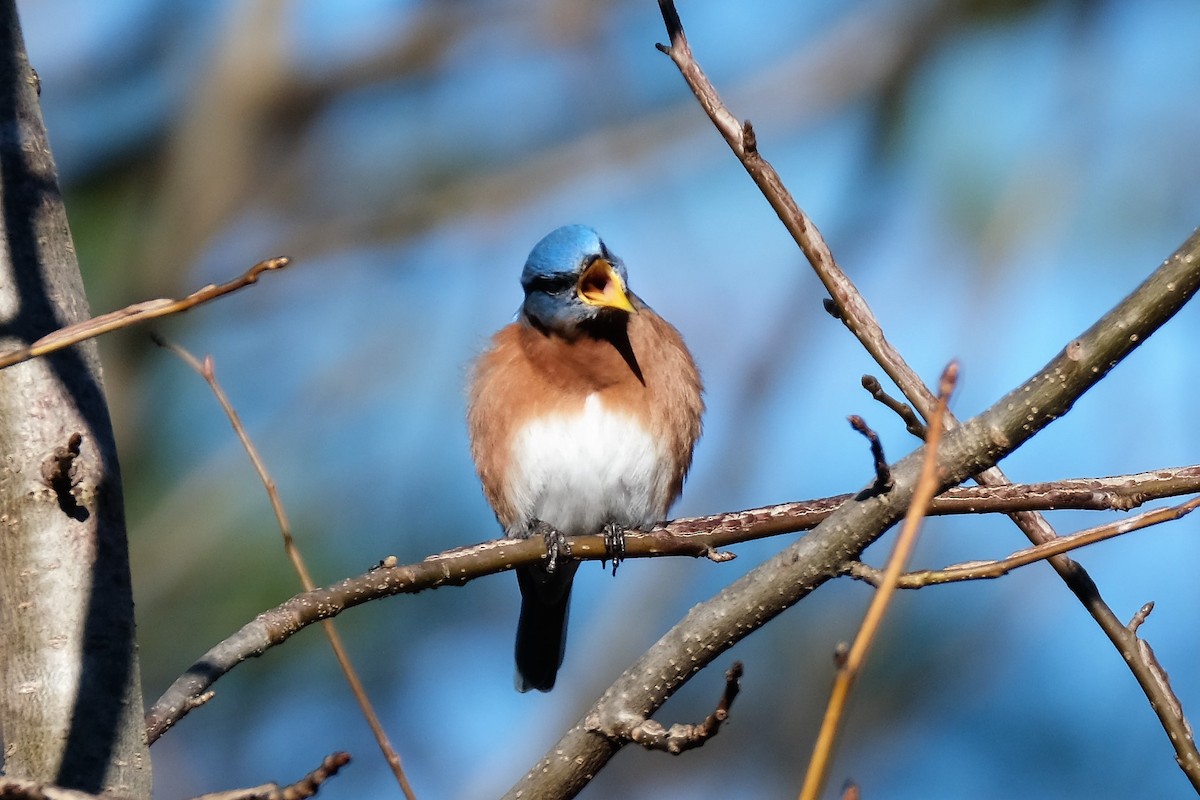 Eastern Bluebird - ML133280581