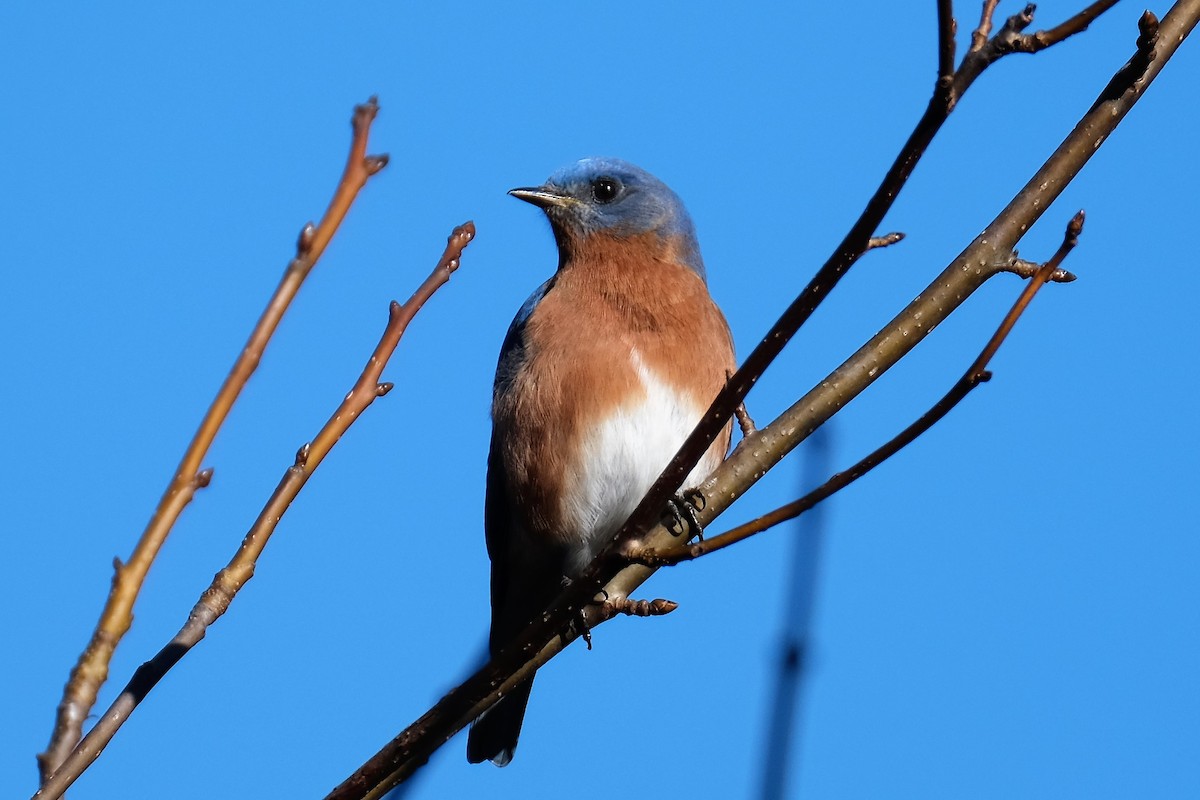 Eastern Bluebird - ML133280591