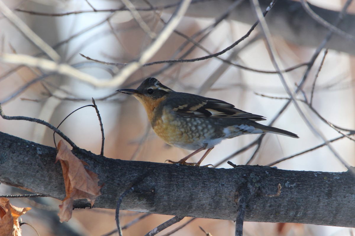 ムナオビツグミ - ML133280791