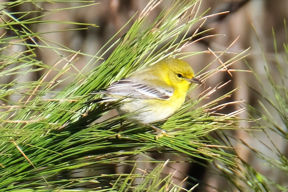 Pine Warbler - ML133281091