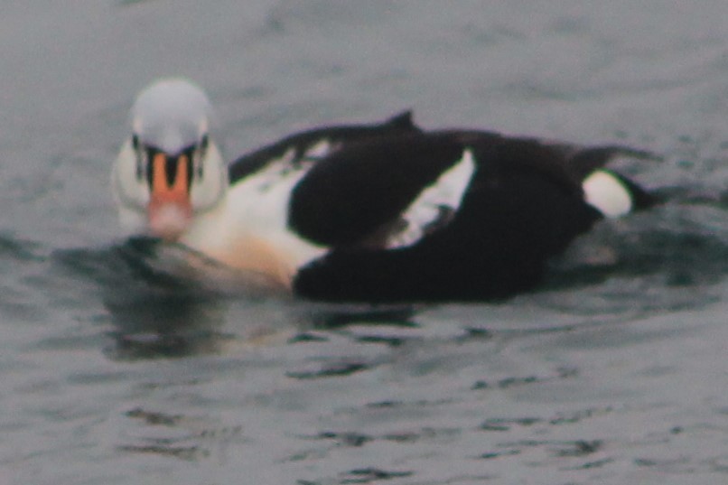 King Eider - ML133281661