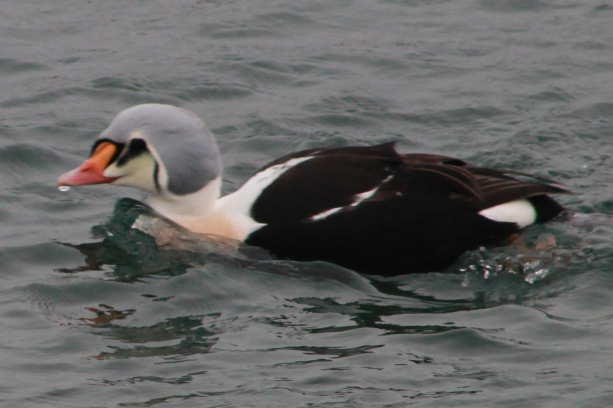 King Eider - ML133281671