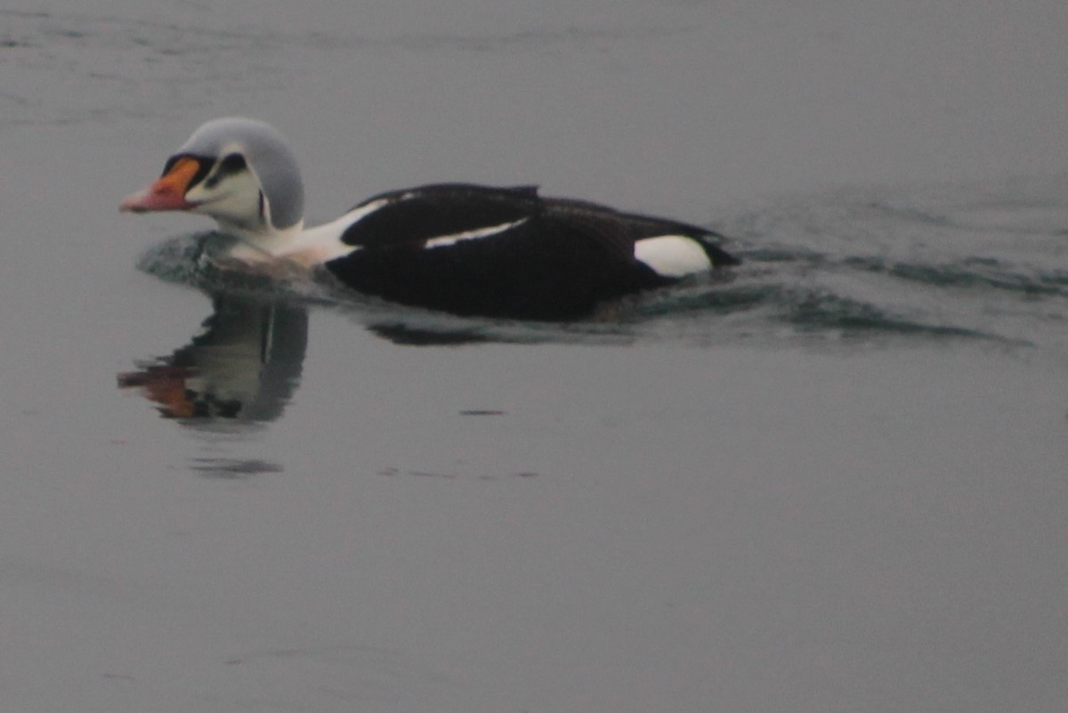 King Eider - Norma Hartwell