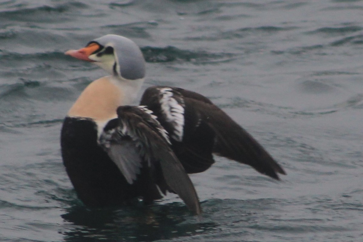 King Eider - ML133281691