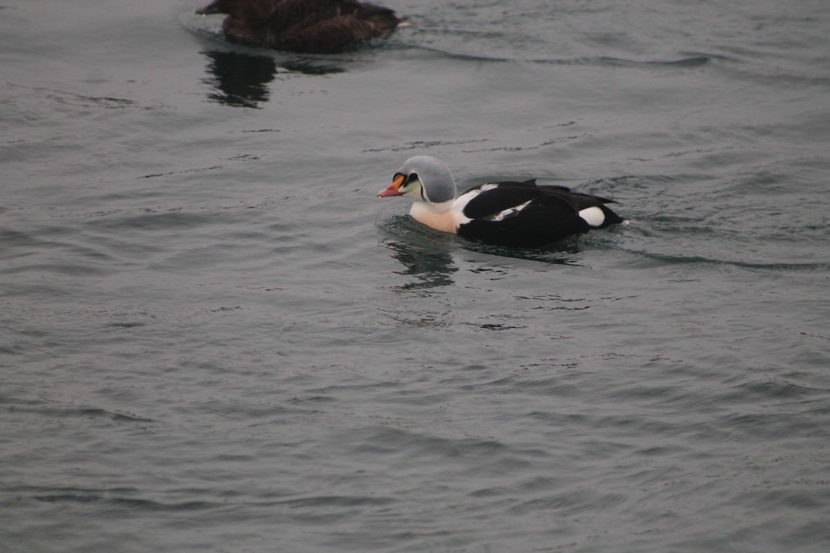 King Eider - ML133281741