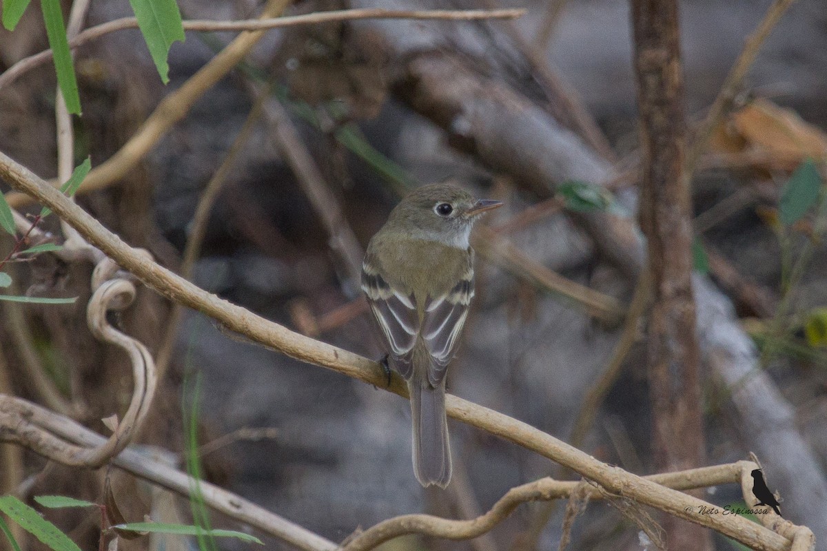 Least Flycatcher - Neto Espinossa