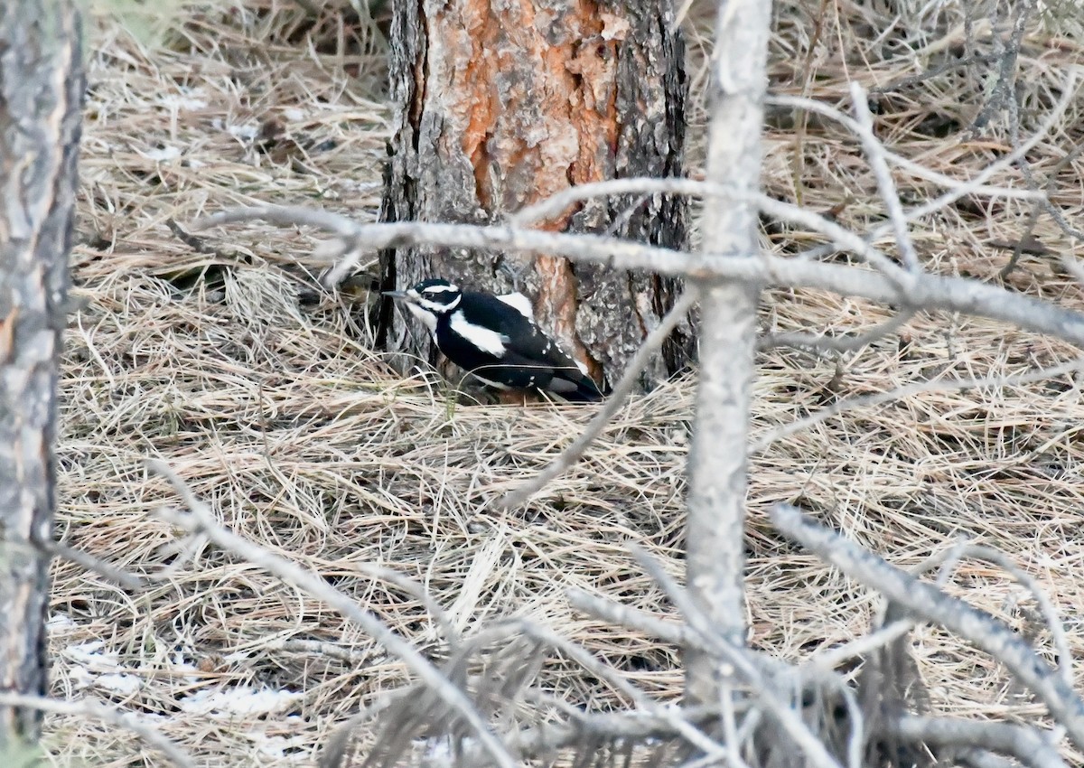Hairy Woodpecker (Rocky Mts.) - ML133282391
