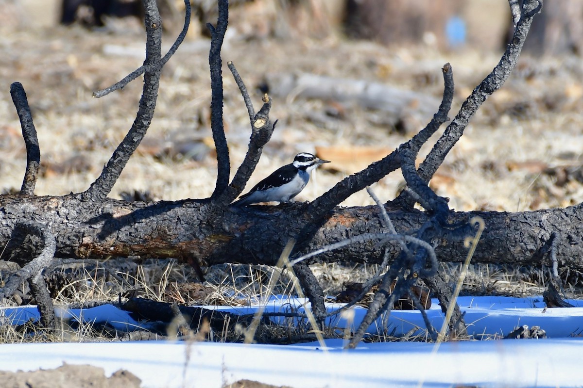 Hairy Woodpecker - ML133282471