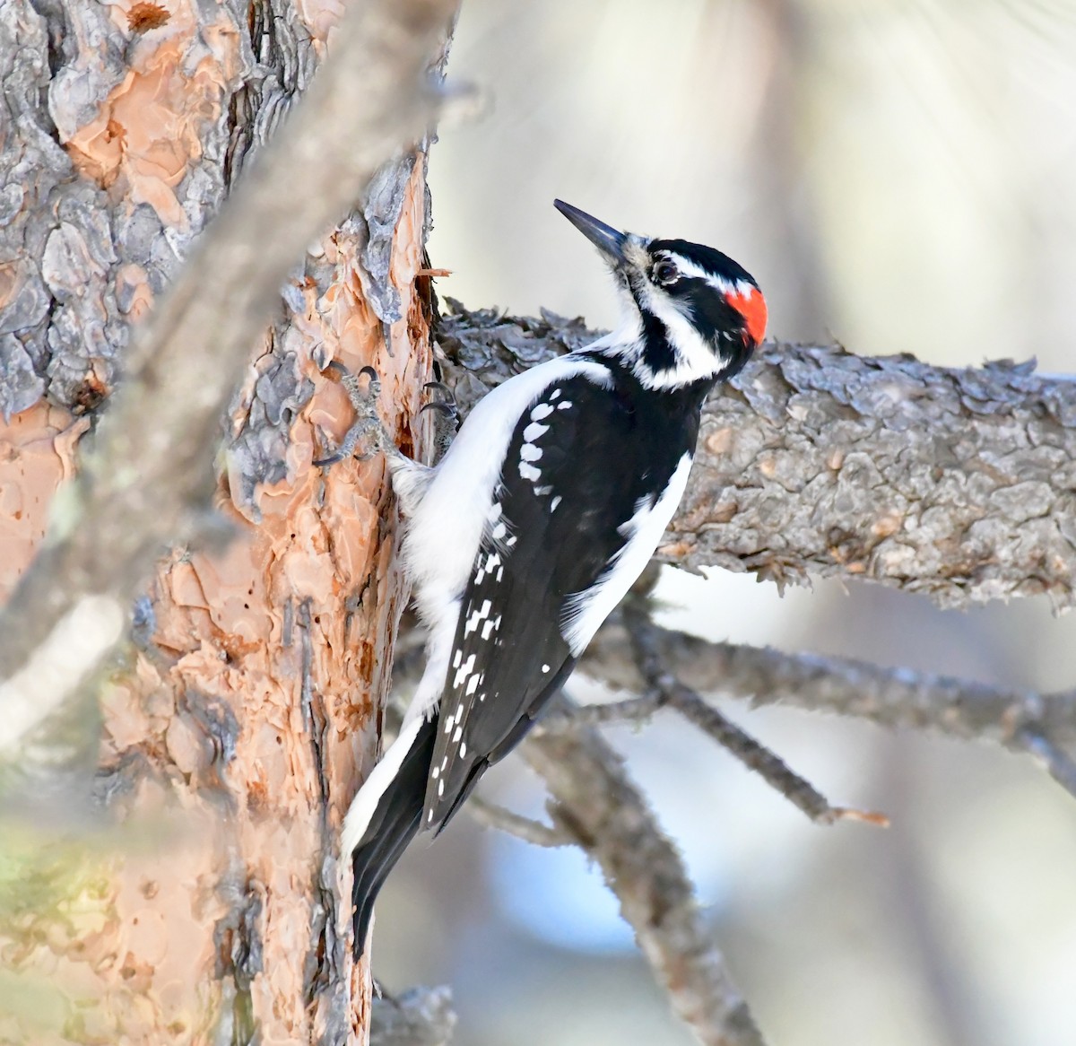 Hairy Woodpecker - ML133282501