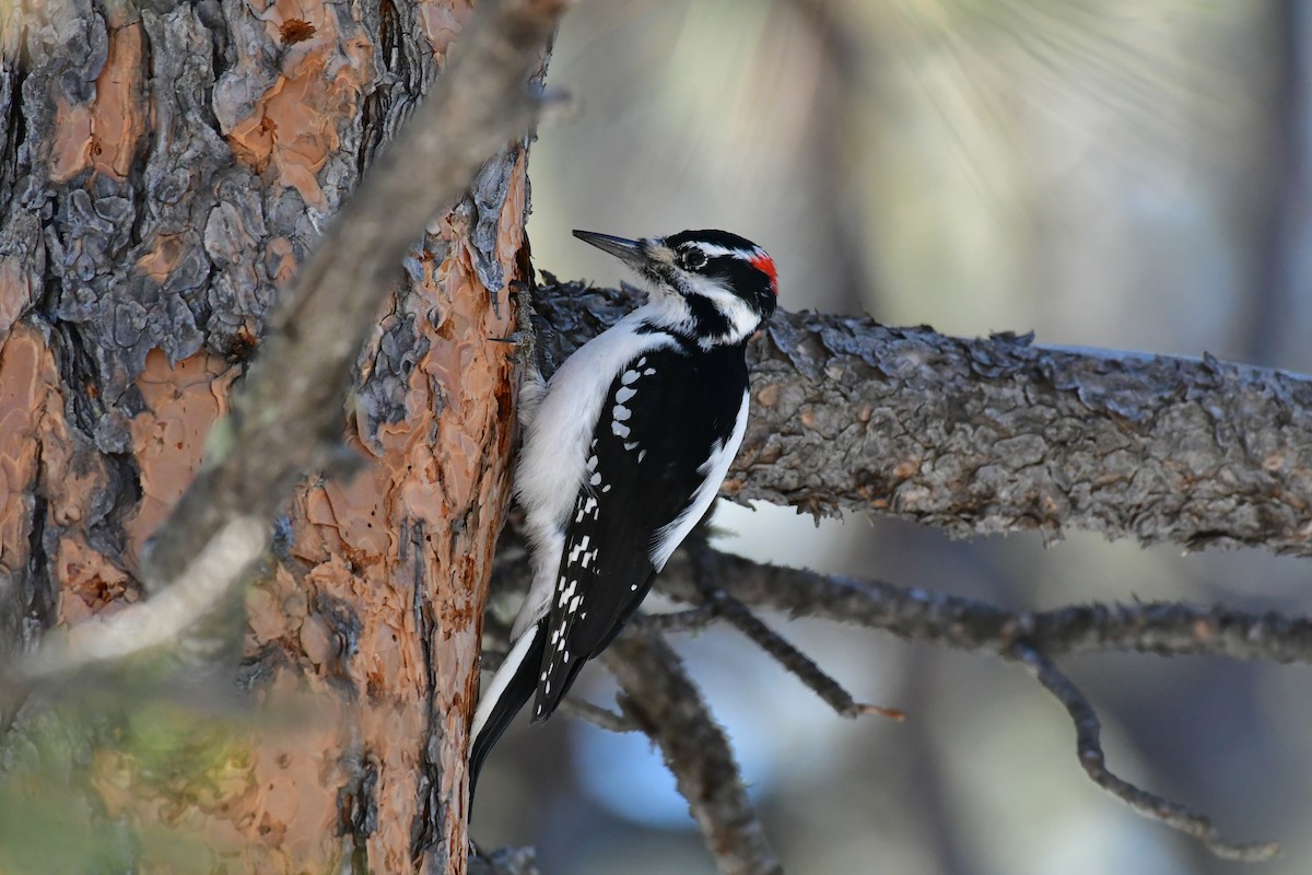 Hairy Woodpecker - ML133282541