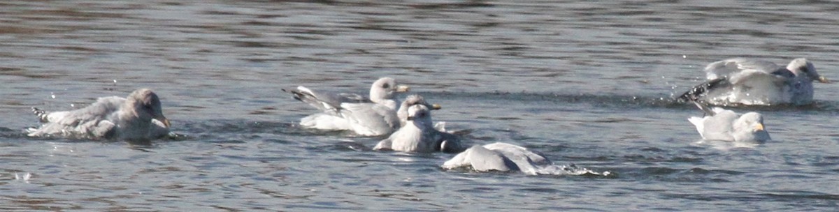 Gaviota/Gavión sp. - ML133285031