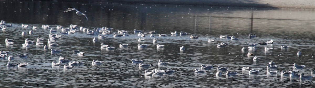 Gaviota/Gavión sp. - ML133285041