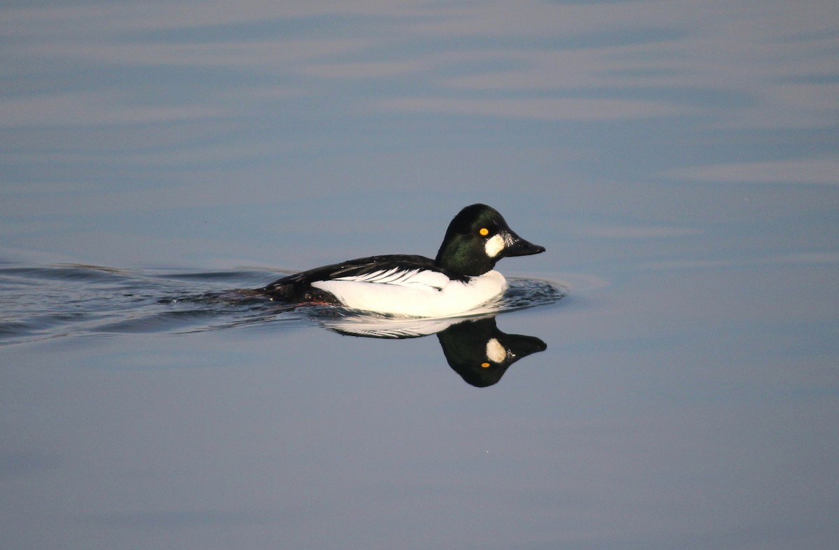 Common Goldeneye - Emma Rosen