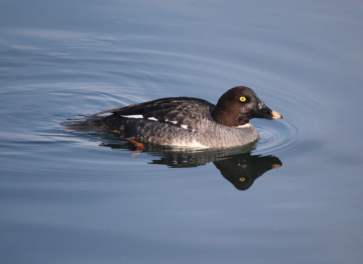 Common Goldeneye - Emma Rosen