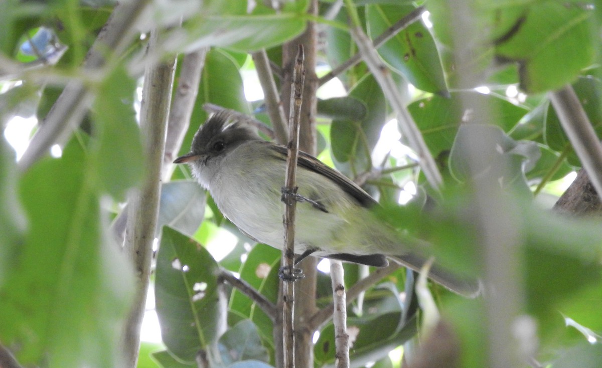 Caribbean Elaenia - ML133287101