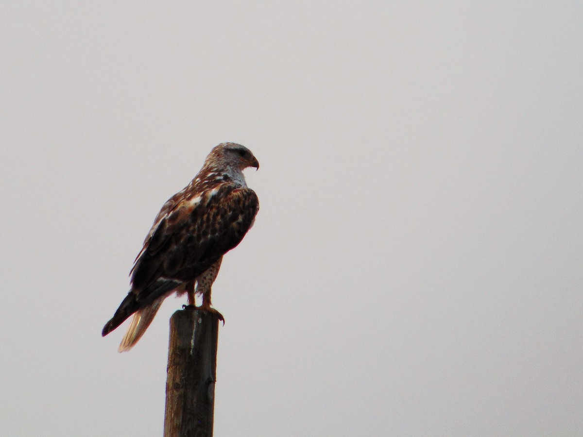 Ferruginous Hawk - ML133290471