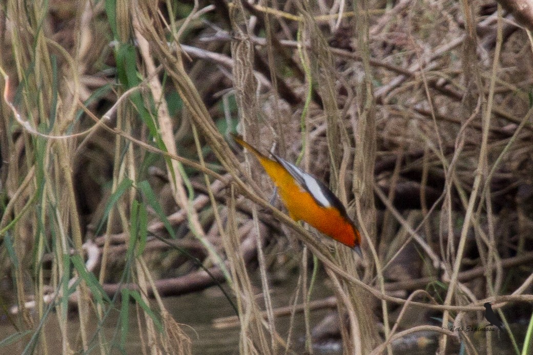 Bullock's Oriole - ML133290641