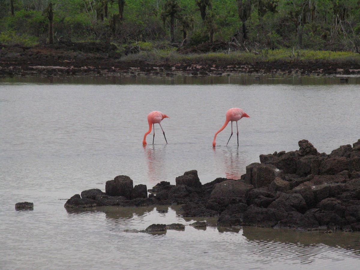 American Flamingo - Charlene Glacy