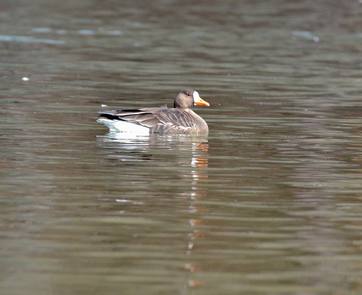 Greater White-fronted Goose - Andrew Mack