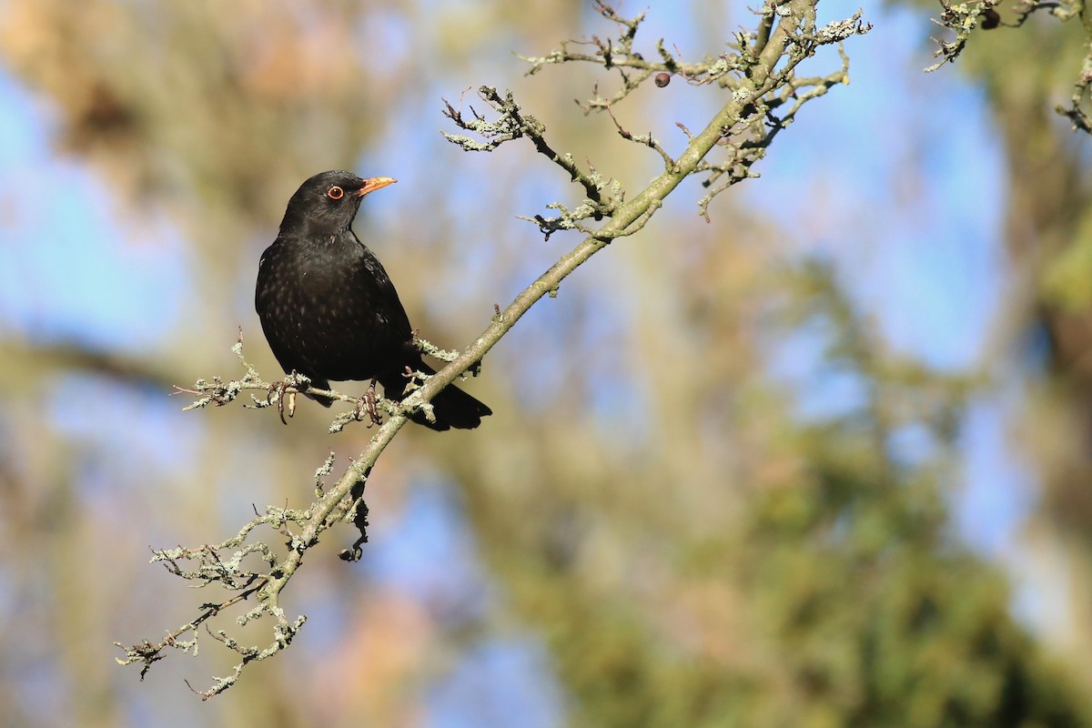 Eurasian Blackbird - ML133294611