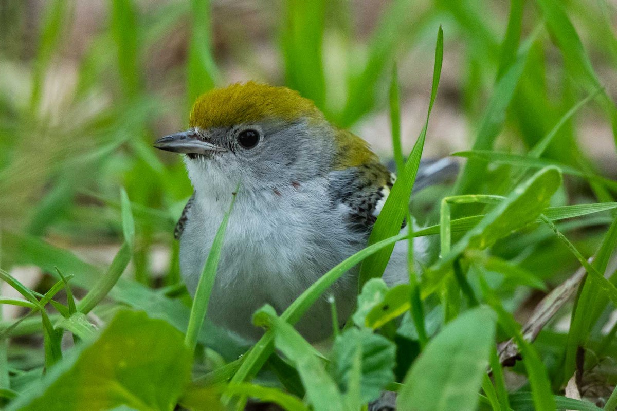 Chestnut-sided Warbler - ML133297511