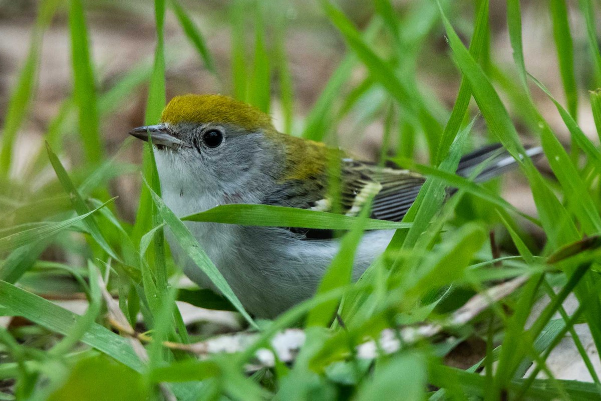 Chestnut-sided Warbler - ML133297551