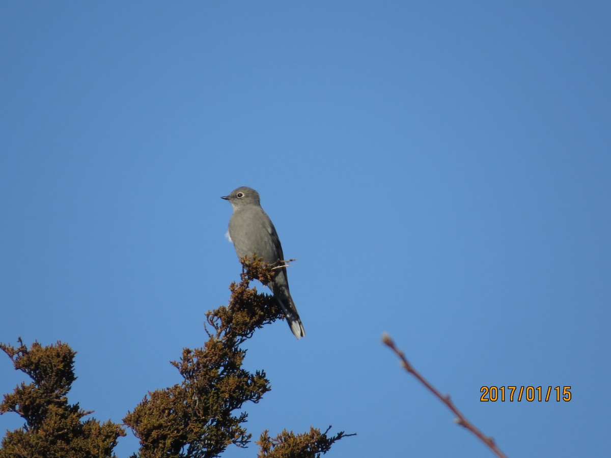 Townsend's Solitaire - ML133298201