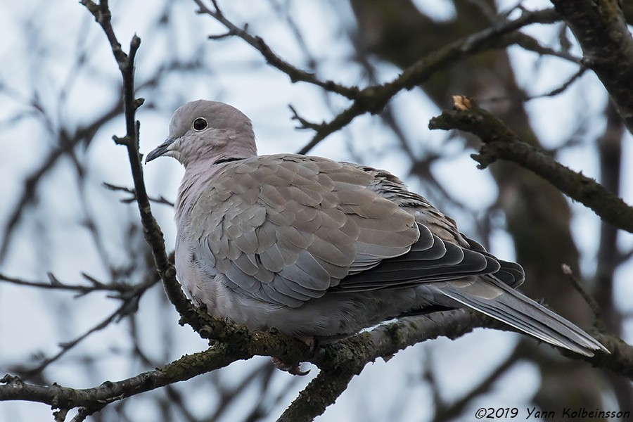 Eurasian Collared-Dove - Yann Kolbeinsson