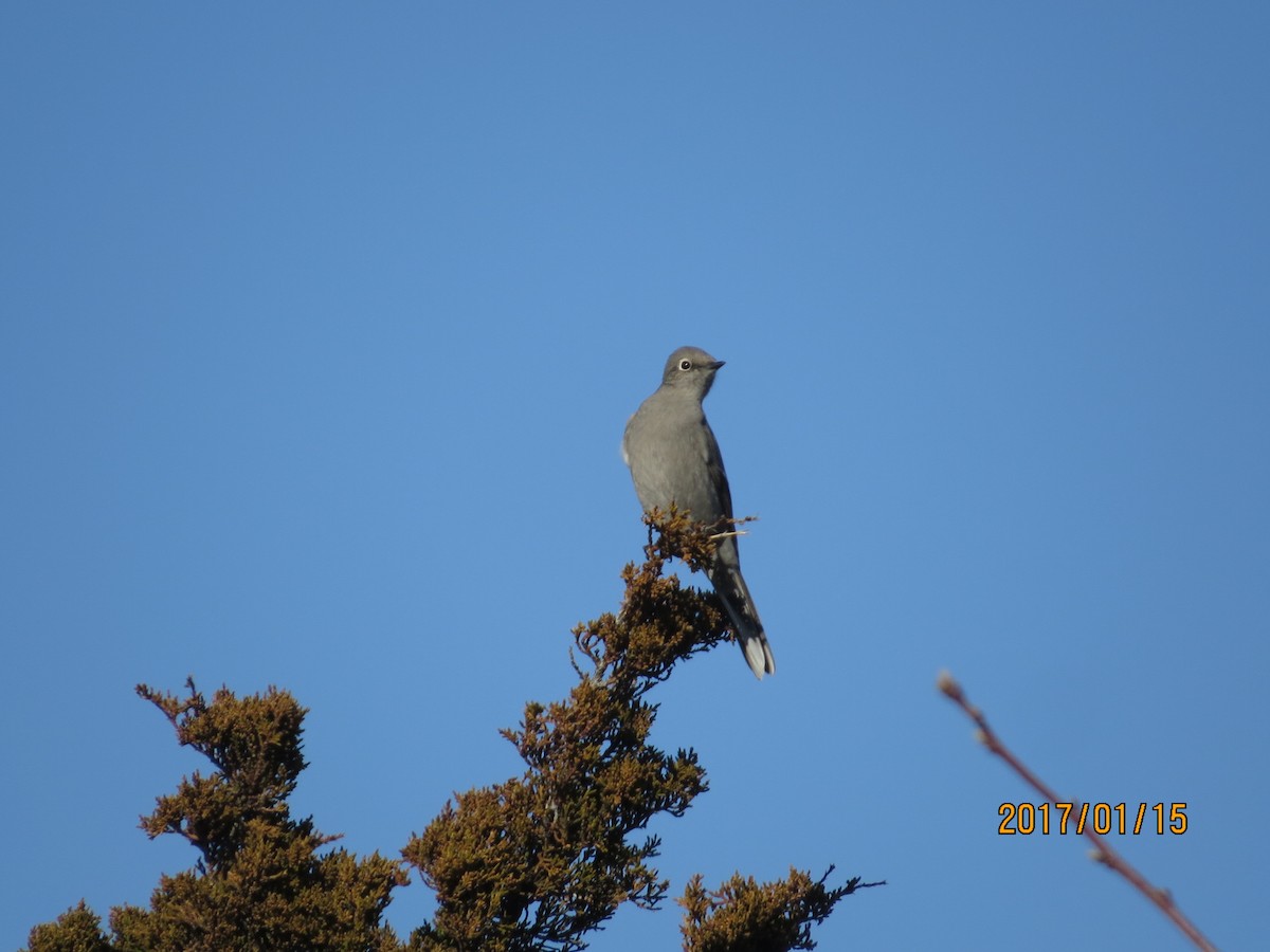 Townsend's Solitaire - ML133298441