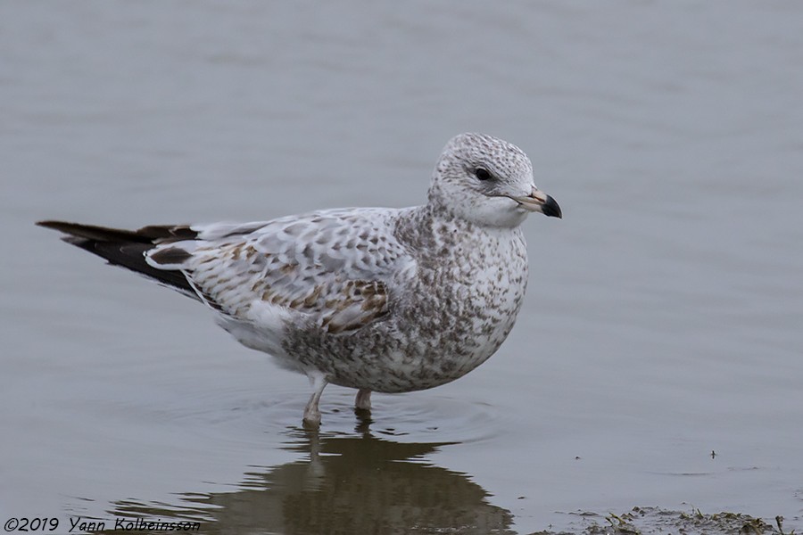 Ring-billed Gull - ML133298521