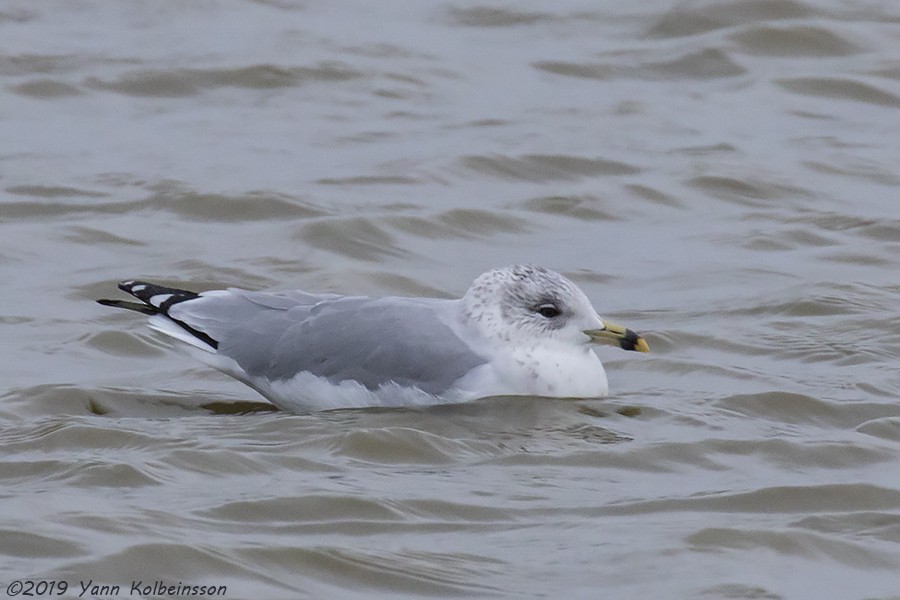 Ring-billed Gull - ML133298531