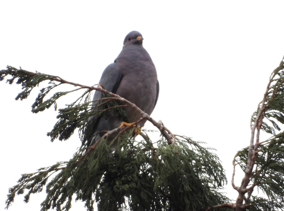 Band-tailed Pigeon - ML133298661