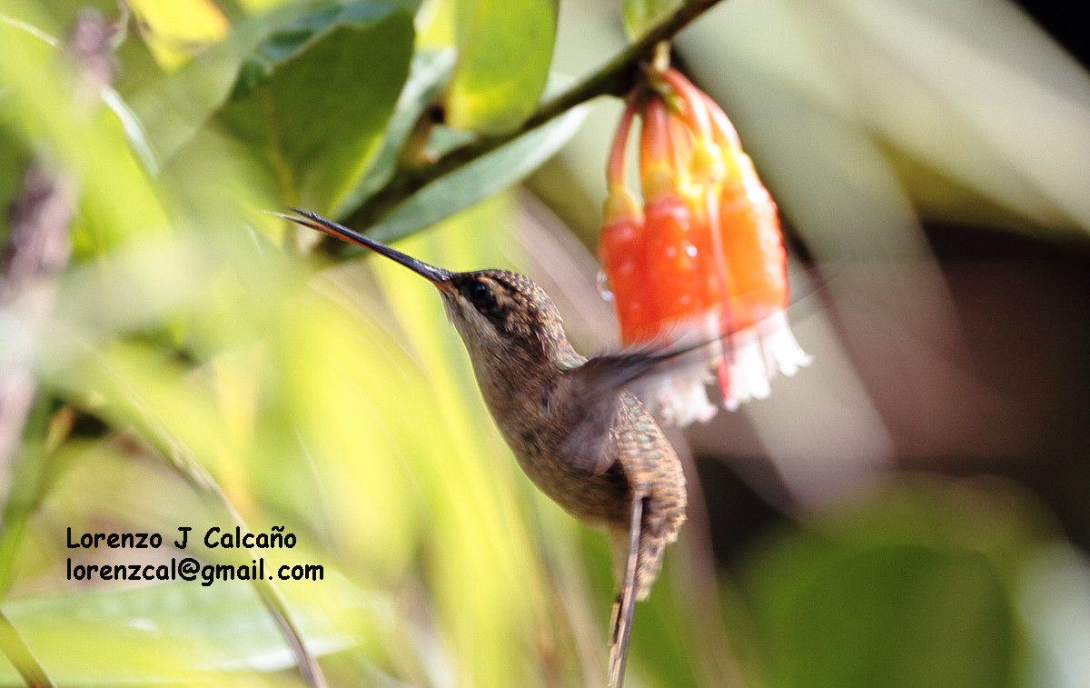 Straight-billed Hermit - ML133299671