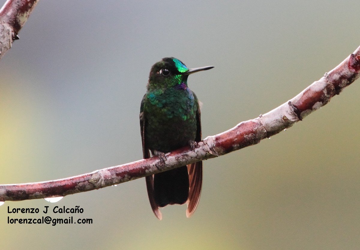 Velvet-browed Brilliant - Lorenzo Calcaño