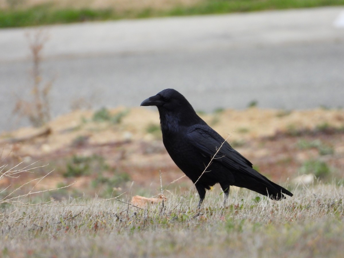 Common Raven - ML133300601